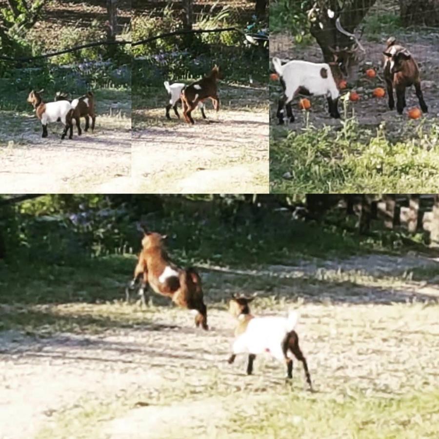 Horse Riding Country House ヴィラ・フランカ・デ・シーラ エクステリア 写真